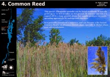 Click here to view Common Reed (228 KB)