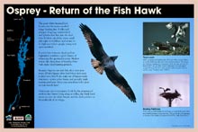 Click here to view Ospreys (183 KB)