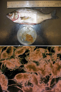 white perch and zooplankton