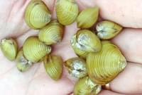 Asian clams in hand
