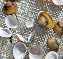 Asian clams