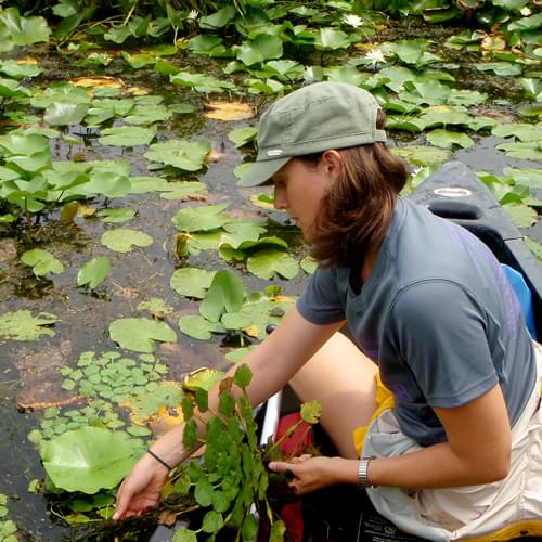 staff pulling water chestnut