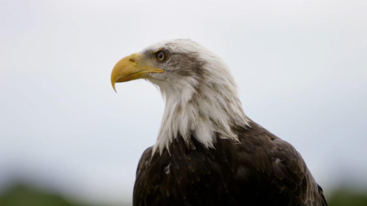 closeup of bald eagle