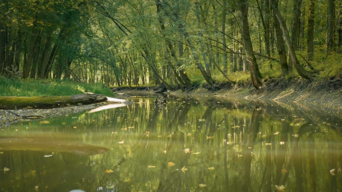 LaPlatte River wetlands